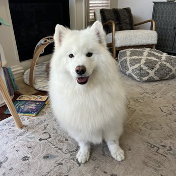 Oh My Dog - Pet Groomers Near Me - Foster City, California