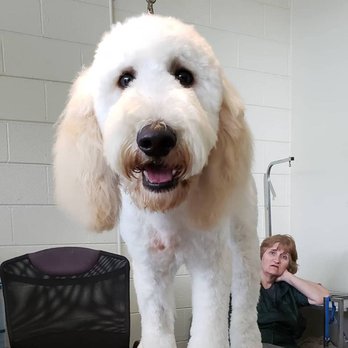 Bubbles & Biscuits - Bubbles & Biscuits - Pet Groomers Near Me - Texarkana, Texas Bubbles & Biscuits - Bubbles & Biscuits - Pet Groomers Near Me - Texarkana, Texas