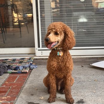 Paws And Reflect Dog Training - This Cooper, miniature Poodle - Pet Training Near Me Paws And Reflect Dog Training - This Cooper, miniature Poodle - Pet Training Near Me
