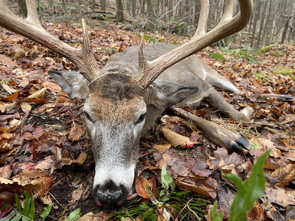 Neves Fernando Studio of Taxidermy - taxidermy in Bethel, NY