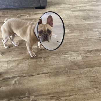 Veterinary Eye Clinic - Couple days after eye surgery. - Veterinarians Near Me - Alhambra, California Veterinary Eye Clinic - Couple days after eye surgery. - Veterinarians Near Me - Alhambra, California