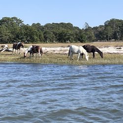 Chincoteague Boat Tours