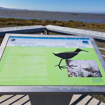 Shoreline Parks - Endangered species: the Clapper - Parks Near Me - San Mateo, California Shoreline Parks - Endangered species: the Clapper - Parks Near Me - San Mateo, California