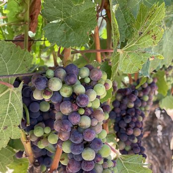 Parum Leo Winery and Vineyard - Wine Tasting Room Near Me - Petaluma, California