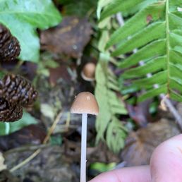 Little mushrooms Little mushrooms