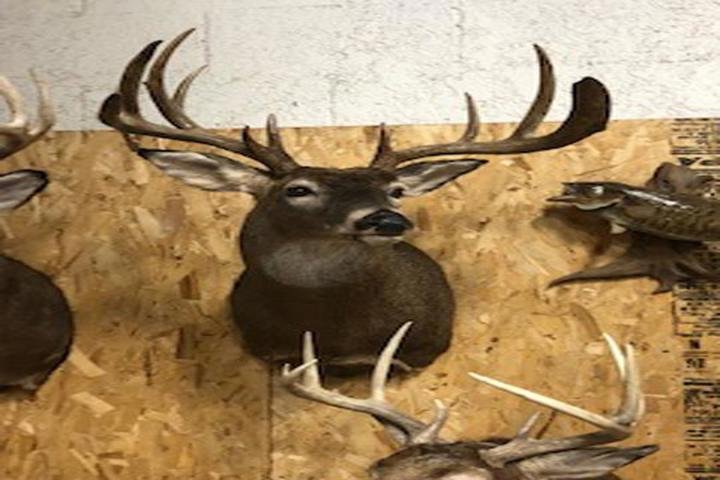 Midwest Taxidermy & Tanning - taxidermy in Independence, IA