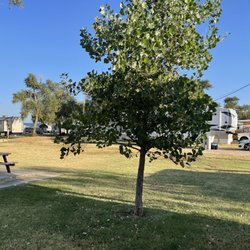 Shady Lane RV Park - Site 31 large pull through