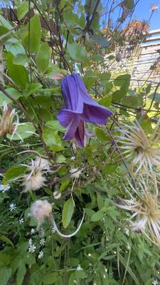 Tangled Garden by null