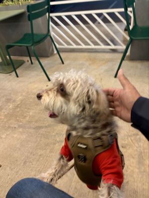 Shake Shack San Marcos by null