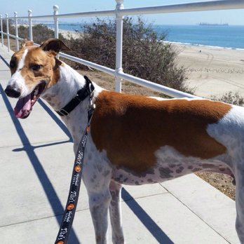 Pawsitive Pet Sitting & Dog Walking - Dog Walkers Near Me - Lakewood, California