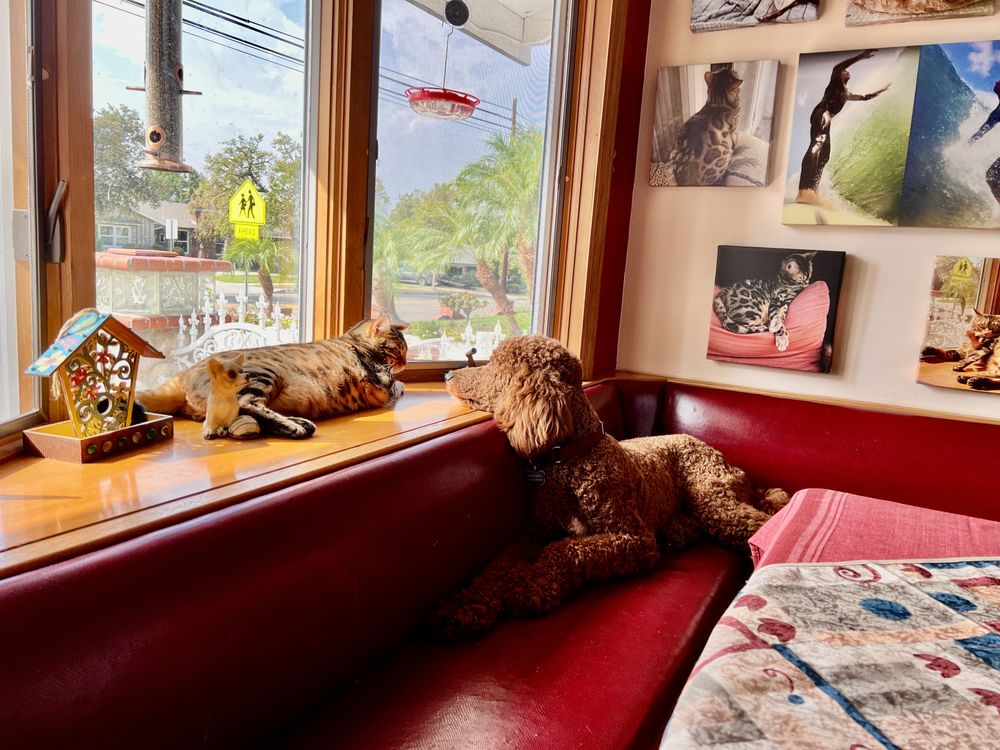 FULLERTON HILLS PET CLINIC 79 Photos & 173 Reviews 1144 Rosecrans