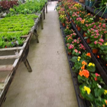 Millstone Market and Nursery - Beautiful inventory - Nurseries & Gardening Near Me - Germantown, Tennessee Millstone Market and Nursery - Beautiful inventory - Nurseries & Gardening Near Me - Germantown, Tennessee