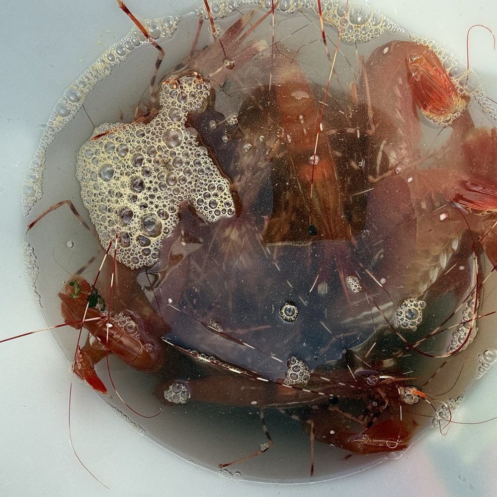 Eastsound Sporting Goods - Spot prawns - Outdoor Gear Near Me - Eastsound, Washington Eastsound Sporting Goods - Spot prawns - Outdoor Gear Near Me - Eastsound, Washington