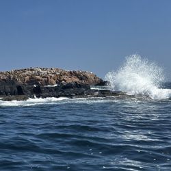 Island Cruises - Seals