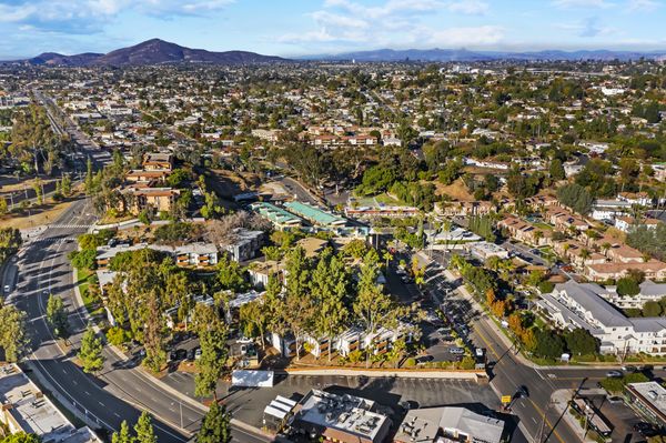 Trolley Palm by null