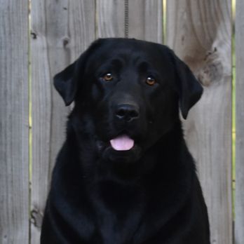 Empress Labradors - Pet Breeders Near Me Empress Labradors - Pet Breeders Near Me