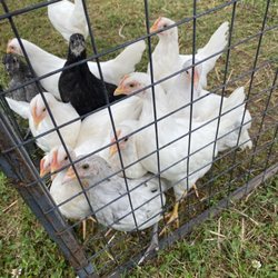 Horse & Hound - Chickens only a couple weeks old