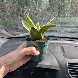 The Plant Stand of Arizona - Snake plant - birthday freebie!