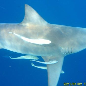 Florida Shark Diving - Diving Near Me - Jupiter, Florida
