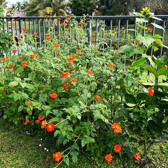 Concierge Bloom - Need some privacy? Let us start your sunflower fences. Landscape design for pollinators. - Gardeners Near Me Concierge Bloom - Need some privacy? Let us start your sunflower fences. Landscape design for pollinators. - Gardeners Near Me