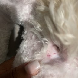 Cuts on ears from razor Cuts on ears from razor