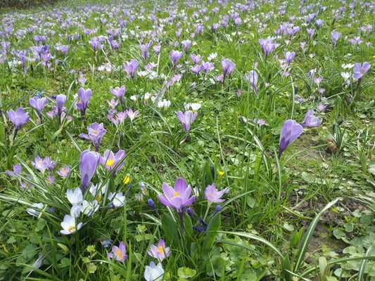 Kaiserpfalz Kaiserswerth by null