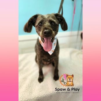 Spaw & Play - Bath Spaw & Grooming package - Pet Groomers Near Me Spaw & Play - Bath Spaw & Grooming package - Pet Groomers Near Me