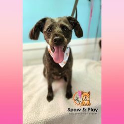 Spaw & Play - Bath Spaw & Grooming package