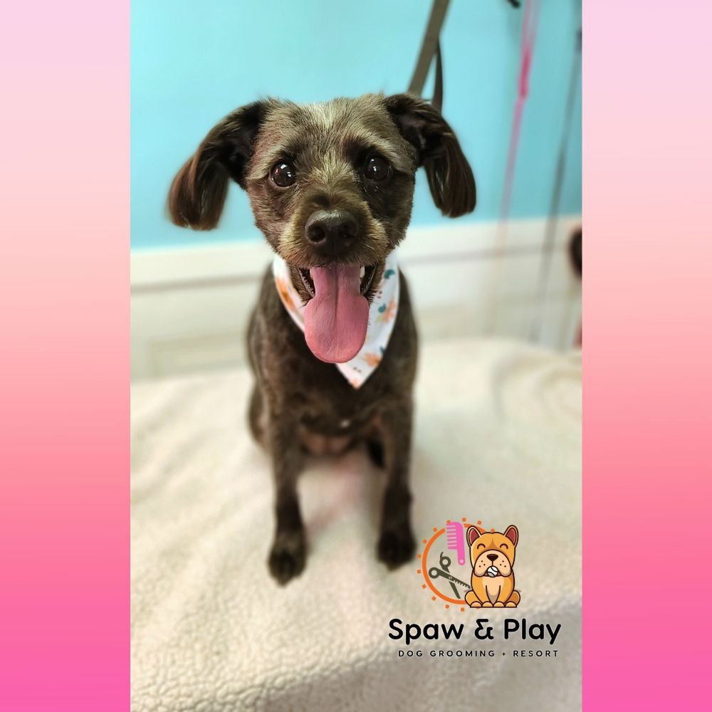 Spaw & Play - pet boarding facility in Temple Terr, FL