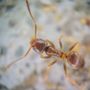 Photo of Singleton Pest Solutions
