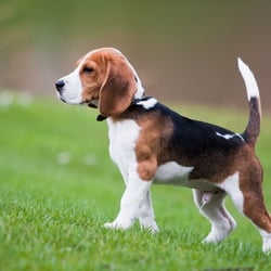 Lindcoly Dog Breeders