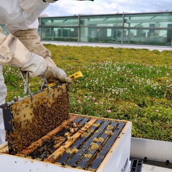 Bees in the D - Removing frame from a deep box - Community Service/Non-Profit Near Me - Detroit, Michigan Bees in the D - Removing frame from a deep box - Community Service/Non-Profit Near Me - Detroit, Michigan