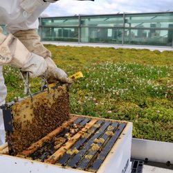 Bees in the D - Removing frame from a deep box
