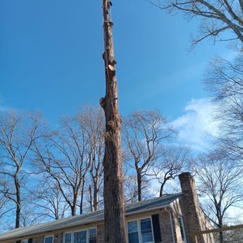 Gato Tree Services - Tree Services Near Me - Blackstone, Virginia