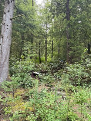 Willapa National Wildlife Refuge by null