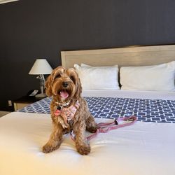 Pismo Lighthouse Suites - Dog friendly oceanfront suites