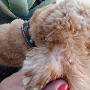 K9 Loft - Pet Groomers Near Me - Pasadena, California
