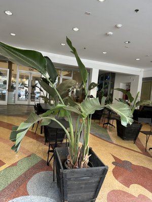 sweetgreen - Healthy Salads, Bowls and Plates by null