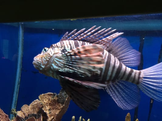 National Marine Aquarium by null