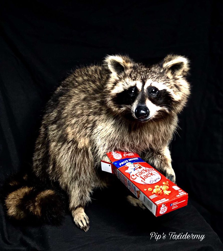 Pip's Taxidermy - taxidermy in Pittsboro, IN