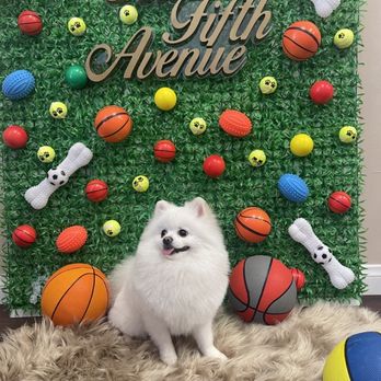 Pets Fifth Avenue - Pet Groomers Near Me - Glendale, California Pets Fifth Avenue - Pet Groomers Near Me - Glendale, California