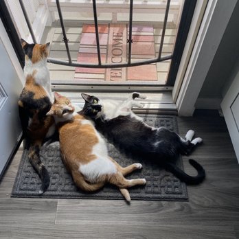 Felines & Canines - The crew chilling at the door when we moved here. - Animal Shelters Near Me - Chicago, Illinois