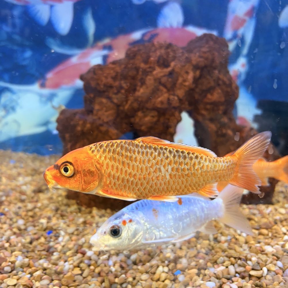 Petco - Koi fish - Pet Stores Near Me - Redlands, California