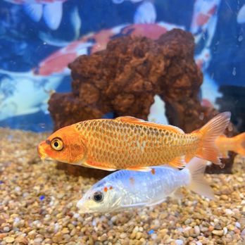 Petco - Koi fish - Pet Stores Near Me - Redlands, California