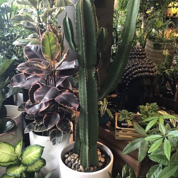 SF Plants - Nurseries & Gardening Near Me - San Francisco, California SF Plants - Nurseries & Gardening Near Me - San Francisco, California
