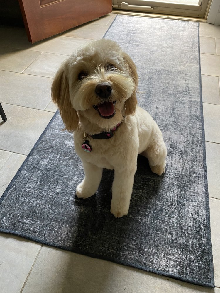 PRETTY PETS GROOMING SALON Updated September 2024 14 Reviews 79