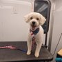 Photo of Alpha Paw Mobile Spa