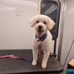 Alpha Paw Mobile Spa - Maltipoo boy