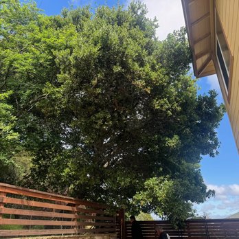 Rodriguez Tree Service - Before trimming - Tree Services Near Me - San Carlos, California Rodriguez Tree Service - Before trimming - Tree Services Near Me - San Carlos, California