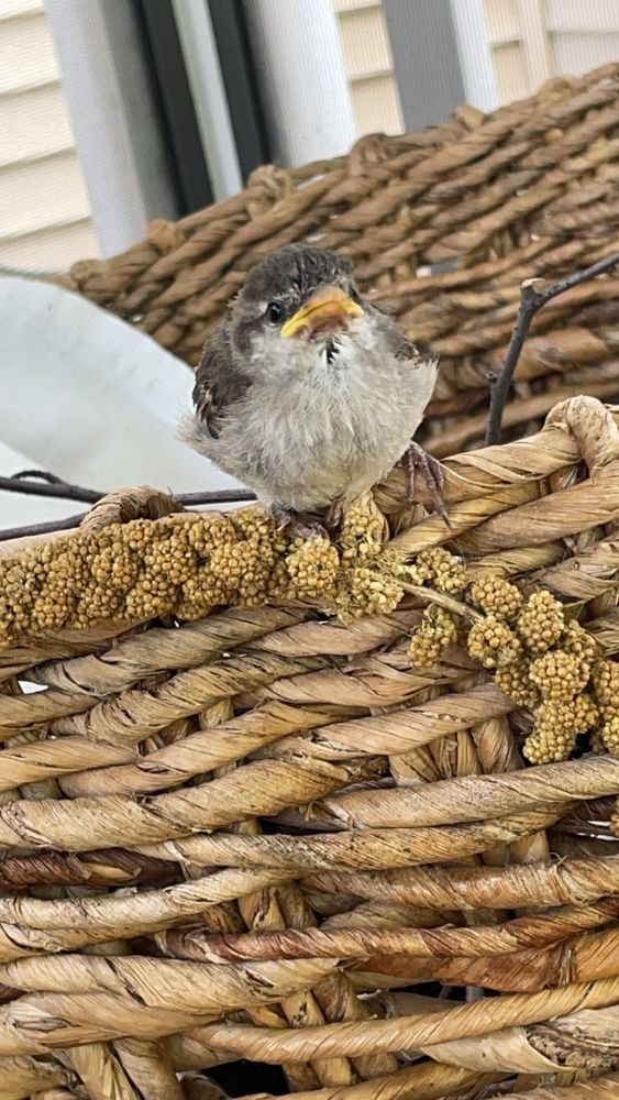 FLINT CREEK WILDLIFE REHABILITATION Updated September 2024 11 Photos & 16 Reviews 117 S